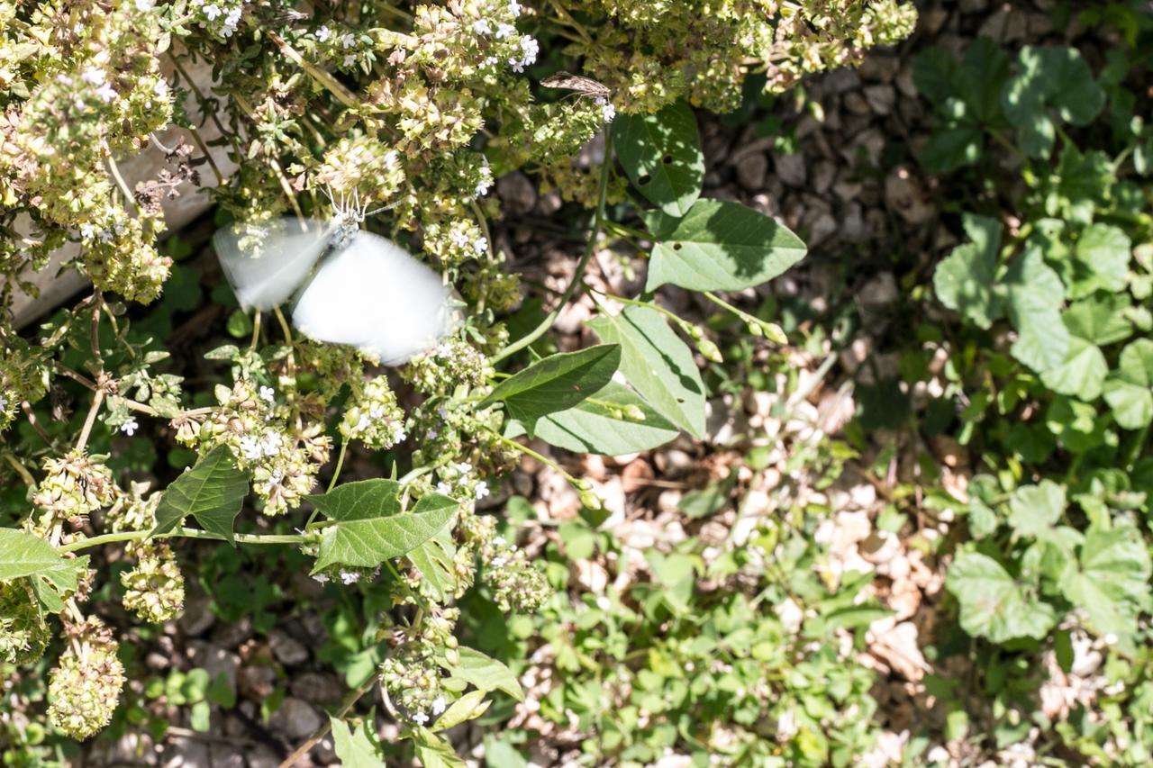 Trulli Boccadoro Ξενοδοχείο Ostuni Εξωτερικό φωτογραφία